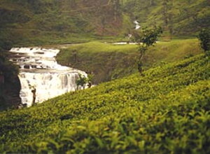 Cesta za čajom - Srí Lanka