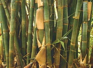... a krásne sú aj obrovské bambusy.