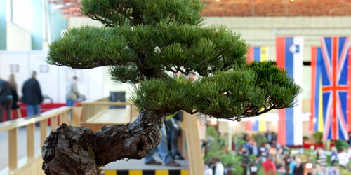http://video.sita.sk/videoservis/na-vystave-bonsai-slovakia-aj-patcentimetrove-bonsaje/27297-play.html