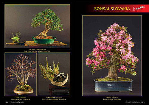 Alena a Vladimír Ondejčíkoví BONSAI SLOVAKIA - Kniha priateľstva