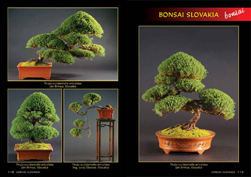 Alena a Vladimír Ondejčíkoví BONSAI SLOVAKIA - Kniha priateľstva