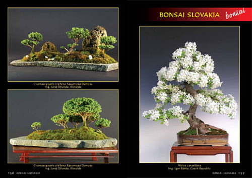 Alena a Vladimír Ondejčíkoví BONSAI SLOVAKIA - Kniha priateľstva