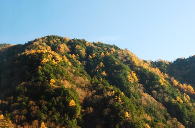 Jeseň v Severných Japonských Alpách Pri našej druhej ceste za japonským čajom a bonsajmi sme si dopriali niekoľko dní v krásnych Japonských Alpách. Bol november, a lístie stromov sa krásne vyfarbovalo, čo vyvolávalo hlboký malebný zážitok z prírody japonských ostrovov. Krajine vychádzajúceho slnka je venovaný japonský špeciál magazínu Bonsaj a čaj č. 12. Text a foto: RNDr. Vladimír Ondejčík, RNDr. Alena Ondejčíková
