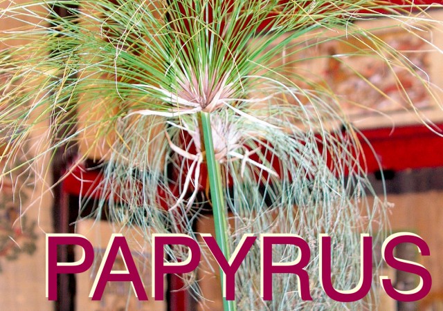 papyrus