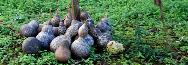 Kalabasa, bombilla, Yerba Mate - čaj a Čajovňa dobrých ľudí, Nitra