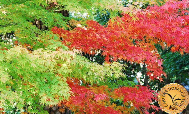 Fotogaléria Kyoto, Uji a čaj gyokuro a matcha - Čajovňa dobrých ľudí, Nitra