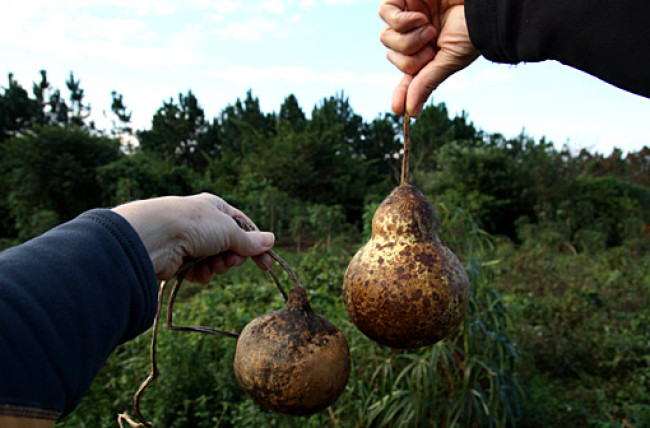 Kalabasa, bombilla, Yerba Mate - čaj a Čajovňa dobrých ľudí, Nitra