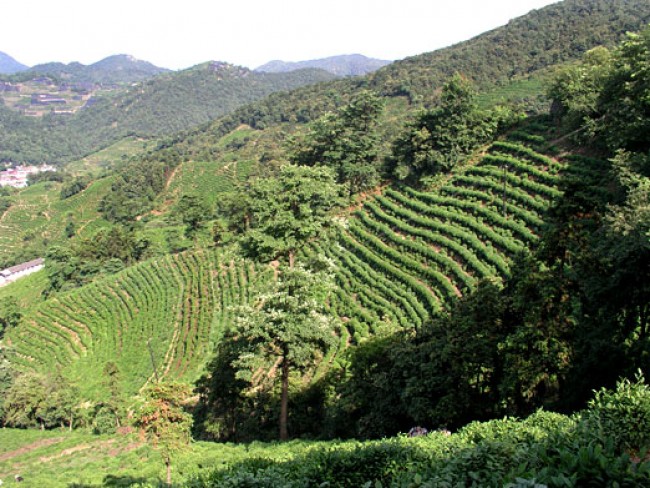 Old Dragon Well - Long jing, Čína