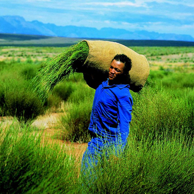 rooibos