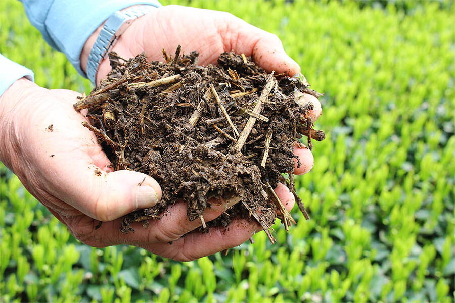 Japonský čierny čaj.