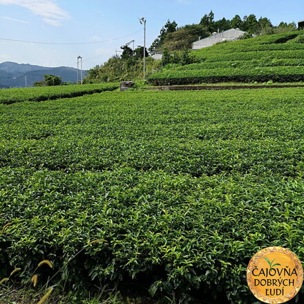 KENTARO - BIO-OOLONG ORGANIC