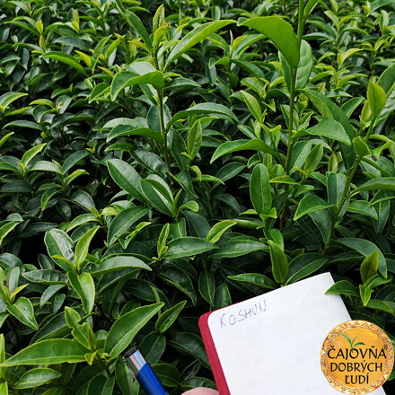 KENTARO - BIO-OOLONG ORGANIC