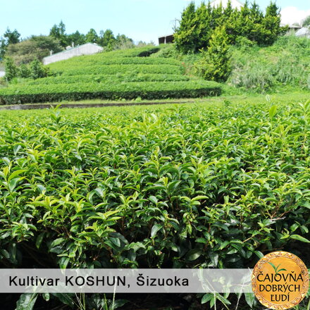 KENTARO - BIO-OOLONG ORGANIC