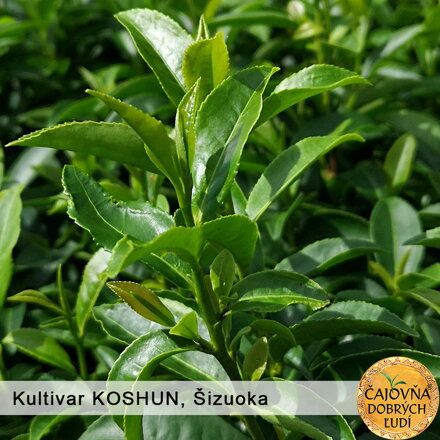 KENTARO - BIO-OOLONG ORGANIC