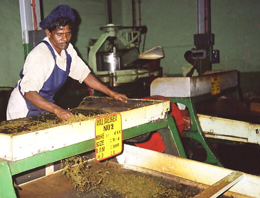 Srí Lanka, produkcia čaju na plantážach v oblasti Nuwara Eliya