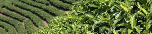 Taiwan a prechádzka niekoľkými čajovými plantážami Taiwan a prechádzka niekoľkými čajovými plantážami