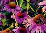 ECHINACEA - indiánska liečivka