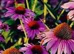 ECHINACEA - indiánska liečivka